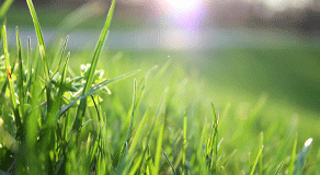 How to remove stains from outdoor activities like grass stains 